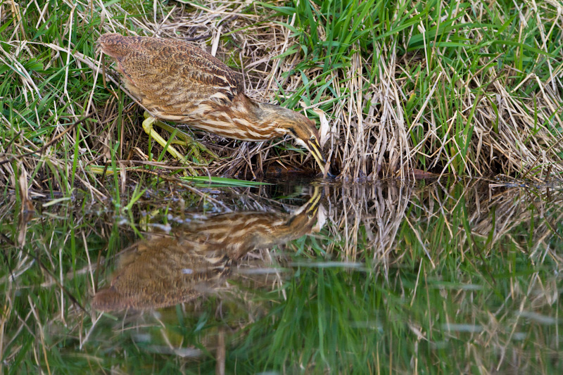 American Bittern Fishing